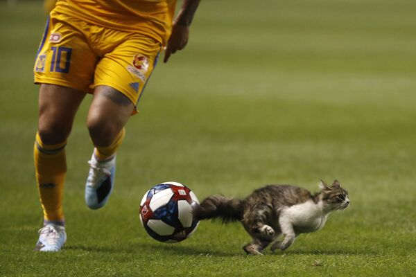 Con mèo trên sân bóng trong trận đấu giữa Tigres UANL và Real Salt Lake tại sân vận động ở Salt Lake City, Hoa Kỳ - Sputnik Việt Nam