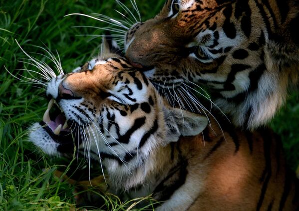 Hai con hổ Amur và Ussuri trong công viên safari Primorsk - Sputnik Việt Nam