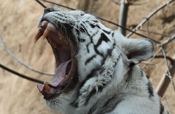 Hổ trắng Bengal (panthera tigris) trong vườn thú Moskva - Sputnik Việt Nam