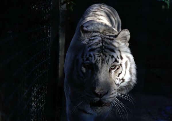 Hổ cái trắng Bengal Tigryulya trong vườn thú Câu chuyện cổ tích, Yalta - Sputnik Việt Nam