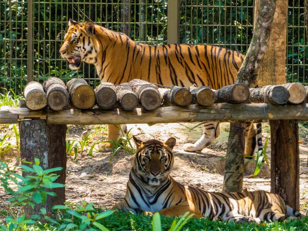 Đàn hổ Bengal ở vườn thú Phú quốc, Việt Nam. - Sputnik Việt Nam