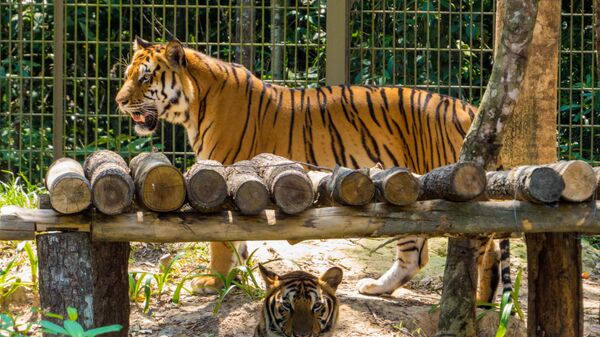 Đàn hổ Bengal ở vườn thú Phú quốc, Việt Nam  - Sputnik Việt Nam