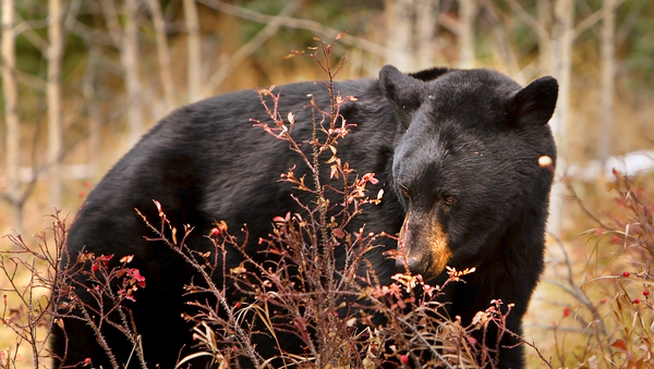gấu đen ở Canada - Sputnik Việt Nam