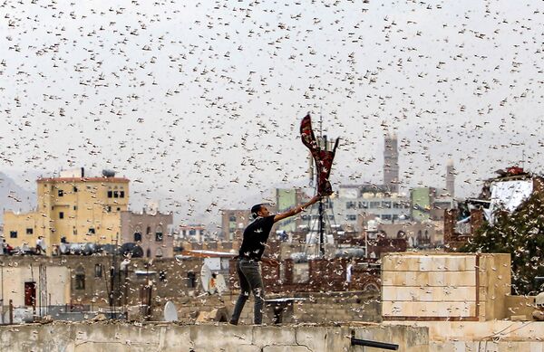 Người đàn ông thử bắt đám châu chấu bay qua thủ đô Sanaa của Yemen - Sputnik Việt Nam