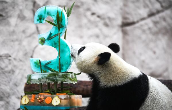 Gấu trúc Zhui kỷ niệm sinh nhật trong Vườn thú Matxcơva  - Sputnik Việt Nam