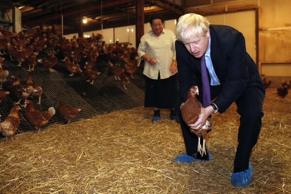 Thủ tướng Anh Boris Johnson với con gà trên tay trong chuyến thăm trang trại ở xứ Wales - Sputnik Việt Nam
