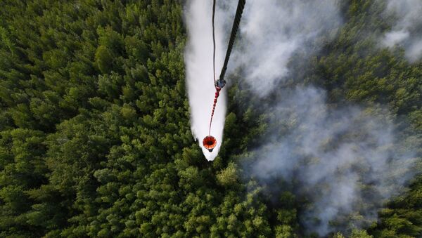 Cháy rừng ở Siberia - Sputnik Việt Nam