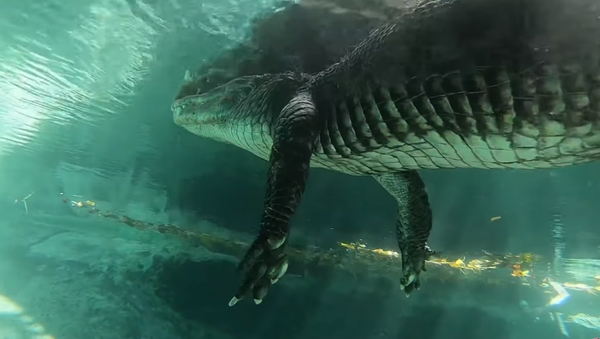 Video thót tim: Nằm cười dưới bụng cá sấu - Sputnik Việt Nam