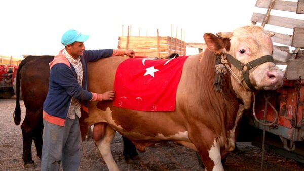 Con bò hiến tế được đặt theo tên S-400 - Sputnik Việt Nam