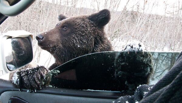 Gấu xin ăn trên đường ô tô ở Sakhalin - Sputnik Việt Nam