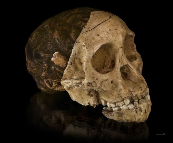 Năm 1924. Gần làng Taung (Nam Phi) phát hiện hộp sọ đứa bé Taung, niên đại ước tính khoảng 2,5 triệu năm. Có giả thuyết là hộp sọ này gắn với nguồn gốc ngoài Trái đất. - Sputnik Việt Nam