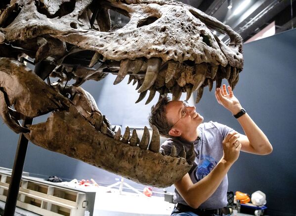 Nhà cổ sinh vật học Anne Schulp trong quá trình tái tạo bộ xương Tyrannosaurus Rex trong Bảo tàng Naturalis ở thành phố Leiden, Hà Lan - Sputnik Việt Nam