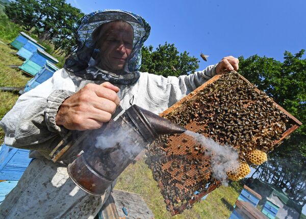Nhà nuôi ong Sergei Palchuk thu hoạch mật ong trong nhà nuôi ong ở Primorsky Krai - Sputnik Việt Nam