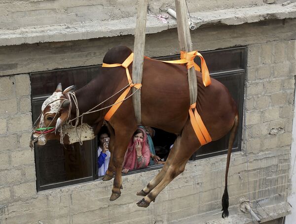 Đưa bò đực đi bán trước lễ hội Eid al-Adha ở Karachi, Pakistan - Sputnik Việt Nam