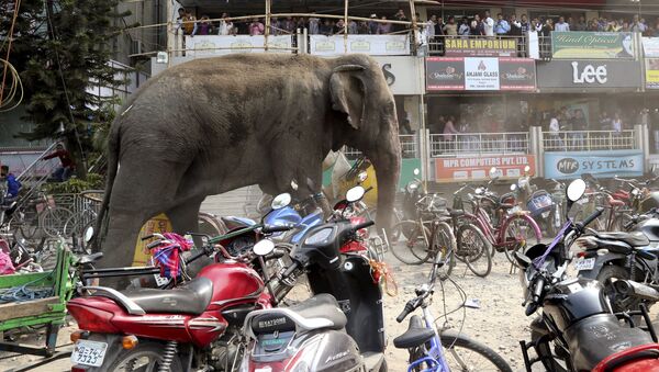 Mọi người đang trốn khỏi một con voi, đang đi dọc theo đường phố tại Siliguri (Ấn Độ) - Sputnik Việt Nam
