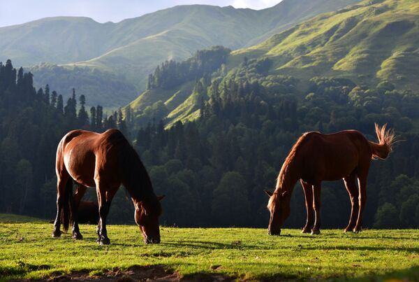Ngựa trong công viên quốc gia Ritsa ở Abkhazia - Sputnik Việt Nam