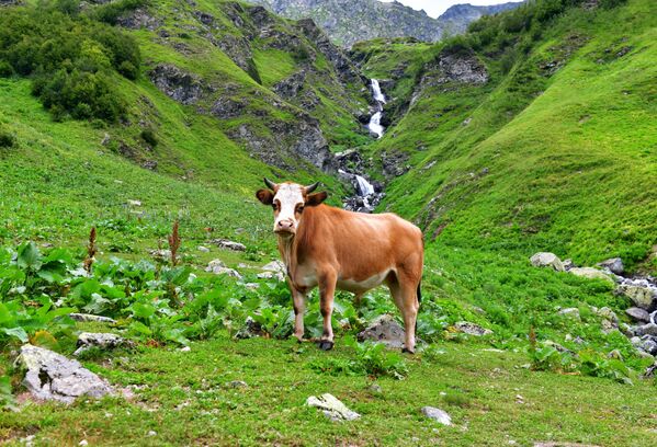 Một con bò trong vùng lân cận của công viên quốc gia Ritsa ở Abkhazia - Sputnik Việt Nam