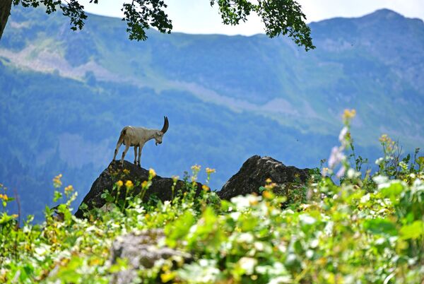 Dê núi trong công viên quốc gia Ritsa ở Abkhazia - Sputnik Việt Nam
