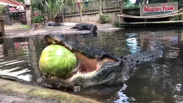 Một cú đớp: Cá sấu đang đói ăn quả dưa hấu chỉ trong một giây - Sputnik Việt Nam