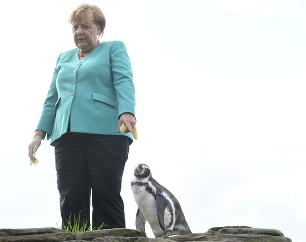 Thủ tướng Đức Angela Merkel cho chim cánh cụt ăn ở Stralsund, miền Bắc nước Đức - Sputnik Việt Nam