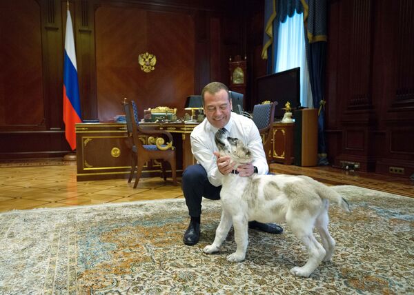 Thủ tướng Nga Dmitry Medvedev và chú chó giống Alabai tên Ayk, được Tổng thống Turkmenistan Gurbanguly Berdimuhamedov tặng hồi tháng 5 tại dinh thự Gorki - Sputnik Việt Nam