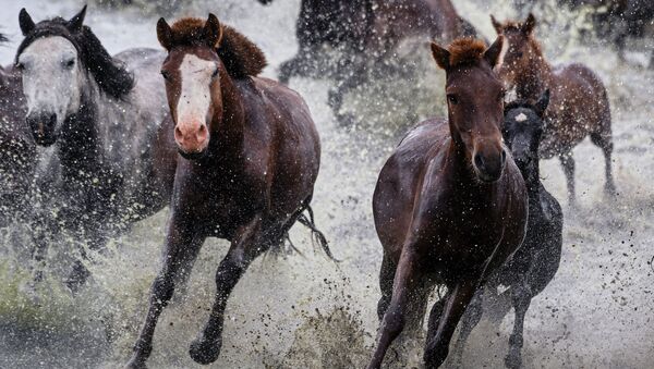 Những con ngựa ở Mông Cổ - Sputnik Việt Nam