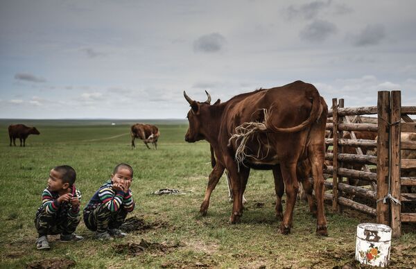 Các cậu bé xem bò chăn thả trên cánh đồng ở huyện Omnodelger, tỉnh Khentii, Mông Cổ - Sputnik Việt Nam