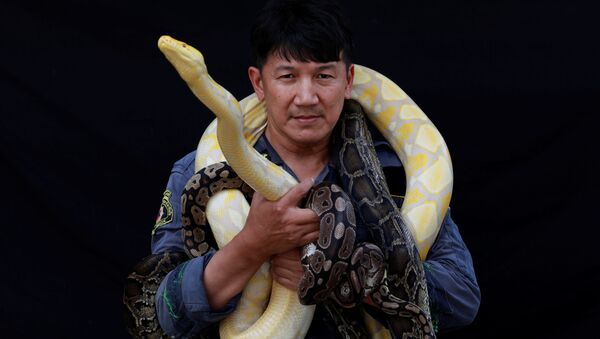 Lính cứu hỏa Pinyo Pukpinyo, được biết đến là người chuyên bắt rắn tạo dáng với con trăn bắt được ở Bangkok trước ống kính của nhiếp ảnh gia - Sputnik Việt Nam