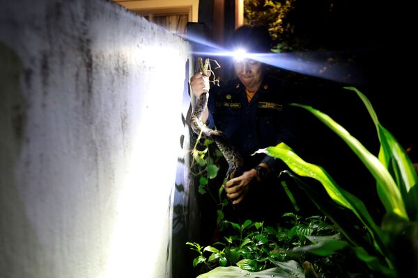 Lính cứu hỏa Pinyo Pukpinyo khi bắt một con trăn ở Bangkok - Sputnik Việt Nam
