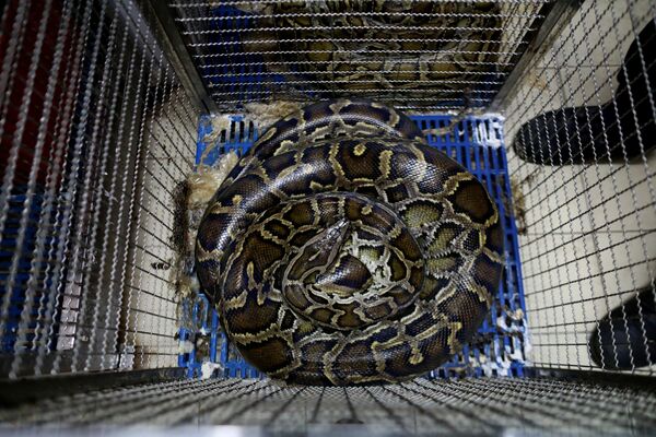 Con rắn nằm dưới đáy lồng tại trạm cứu hỏa ở Bangkok - Sputnik Việt Nam