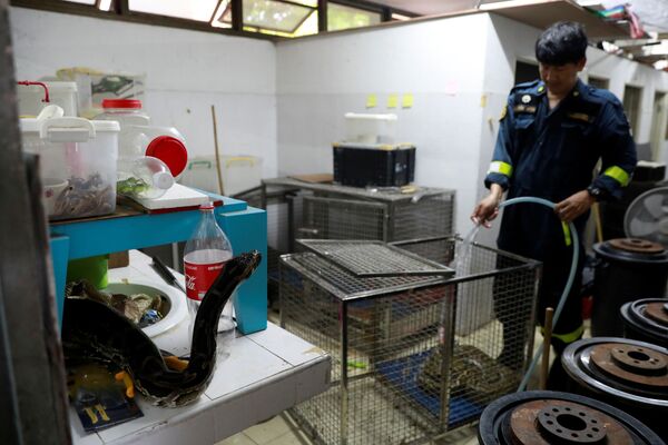 Làm sạch chuồng rắn tại trạm cứu hỏa ở Bangkok, Thái Lan - Sputnik Việt Nam