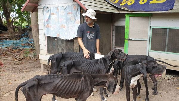 Quốc vương Thái Lan bảo trợ 13 con chó gần chết đói - Sputnik Việt Nam