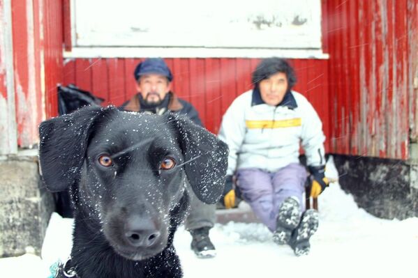 Con chó đen trên nền ngôi nhà và con người ở Greenland - Sputnik Việt Nam
