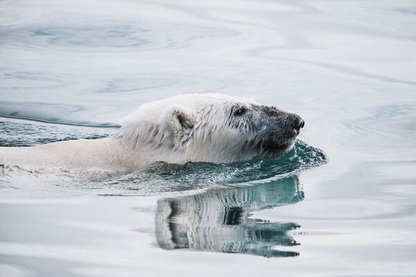 Gấu Bắc Cực bơi ở Greenland - Sputnik Việt Nam