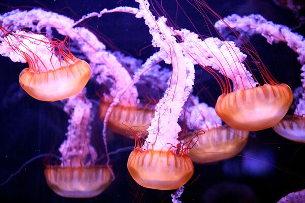 Những con sứa trong thủy cung Paris - Sputnik Việt Nam