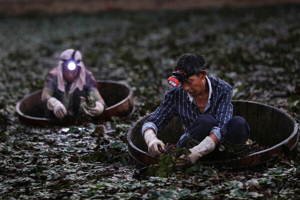 Nông dân thu gom củ năng ở ngoại ô Xiaogan, tỉnh Hồ Bắc, Trung Quốc - Sputnik Việt Nam