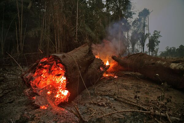 Thân cây cháy trong rừng nhiệt đới Amazon - Sputnik Việt Nam