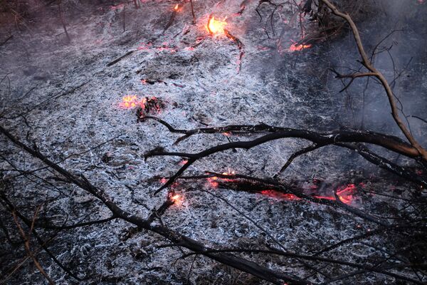 Cành cây trong đám cháy rừng Amazon - Sputnik Việt Nam