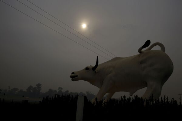 Tượng con bò qua màn khói cháy rừng Amazon - Sputnik Việt Nam