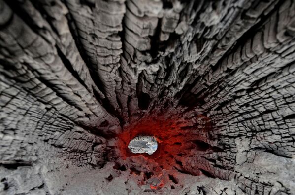 Thân cây cháy nổ trong rừng Amazon, Brazil - Sputnik Việt Nam