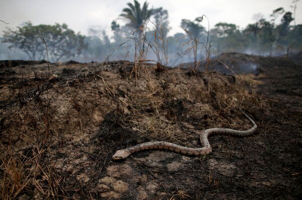 Ảnh hưởng của cháy rừng ở Amazon, Brazil - Sputnik Việt Nam