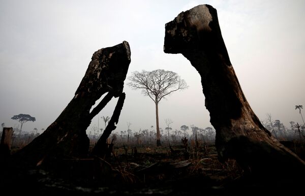 Cây bị cháy trong rừng Amazon - Sputnik Việt Nam