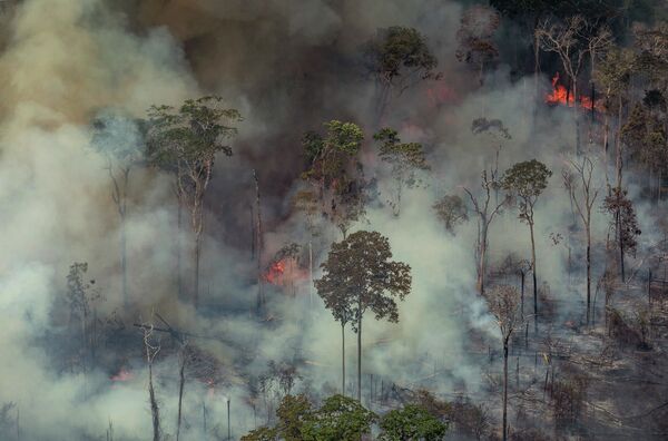 Cháy rừng ở Brazil - Sputnik Việt Nam