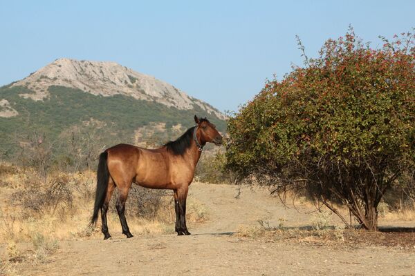Ngựa gặm cỏ trong khu bảo tồn vùng núi Kara-Dag ở Crưm  - Sputnik Việt Nam