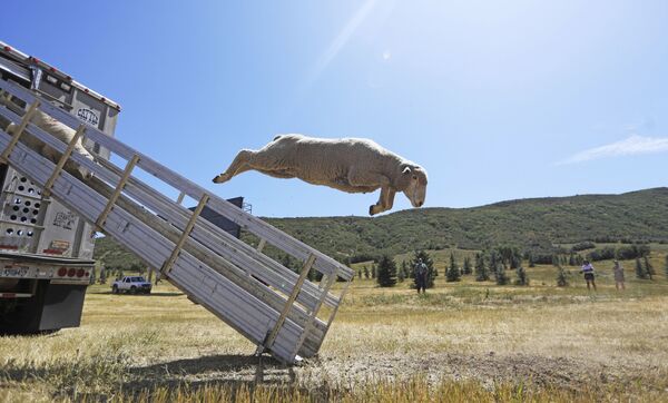 Cừu nhảy ra khỏi xe tải trong Giải vô địch Chó chăn cừu Soldier Hollow ở Mỹ - Sputnik Việt Nam