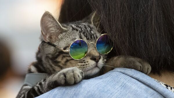Chú mèo đeo kính tại Giải vô địch Pet Expo ở Bangkok - Sputnik Việt Nam