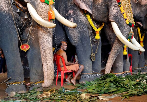 Người đàn ông đứng giữa những con voi tại lễ hội thu hoạch Onam ở Ấn Độ - Sputnik Việt Nam