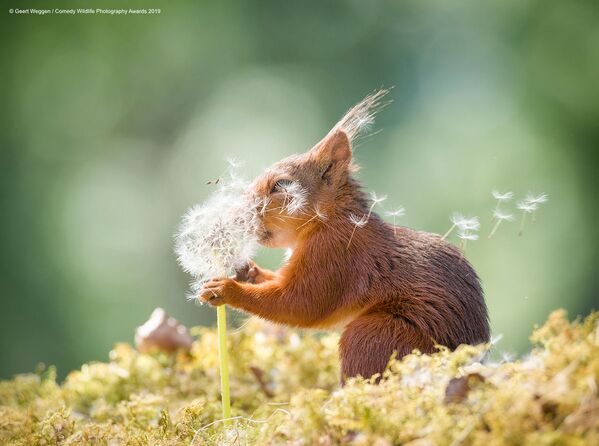Ảnh Squirrel wishes (Sóc thầm ước) của nhiếp ảnh gia Thụy Điển Geert Weggen, lọt vào chung kết cuộc thi Comedy Wildlife Photography Awards 2019 - Sputnik Việt Nam