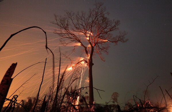 Rừng rậm Amazon bị cháy - Sputnik Việt Nam