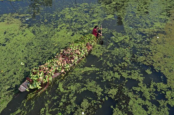 Người phụ nữ chèo chiếc thuyền chứa đầy hoa sen để nuôi gia súc, Srinagar, Ấn Độ - Sputnik Việt Nam